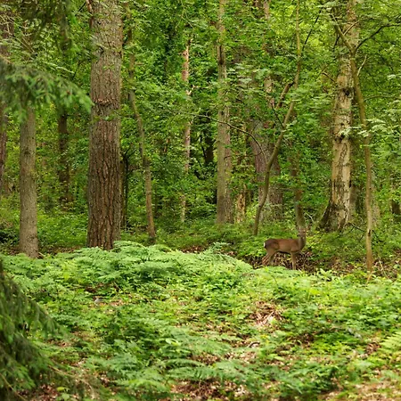 Romantisches Glamping Zelt Auf Ruegen - Uebernachten Mitten Im Kiefernwald - Nur 100m Bis Zum - Ideal Fuer Paare Und Kleine Familien - Zelt Nr 1 * Dranske